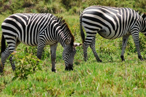 Addis Abeba: wycieczka do kościoła Chebera Churchura i Parku Narodowego MazeAddis Abeba: Wycieczka do kościoła Chebera Churchura i Parku Narodowego Maze