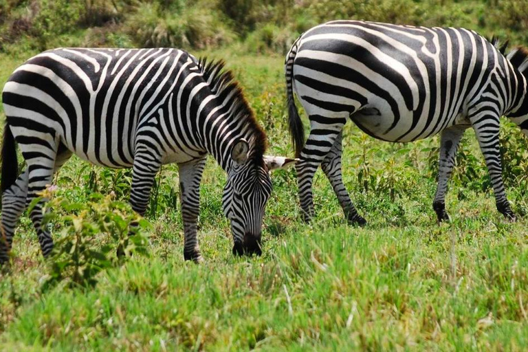 Addis Abeba: wycieczka do kościoła Chebera Churchura i Parku Narodowego MazeAddis Abeba: Wycieczka do kościoła Chebera Churchura i Parku Narodowego Maze