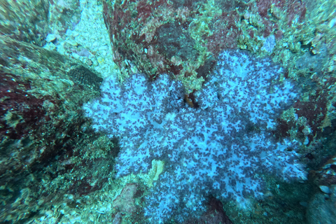 Mirissa: Scuba Diving Experience & Refreshments for Beginner