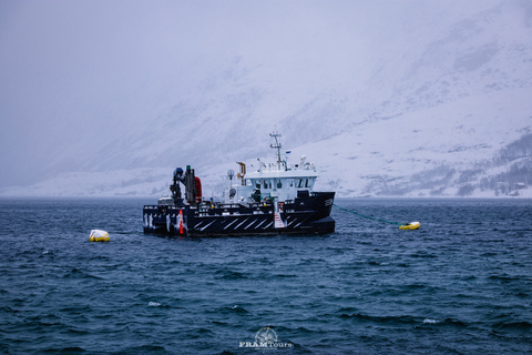 Tromso: Spedizione guidata nei fiordi e isola di Kvaløya con pranzoTromso: spedizione guidata sul fiordo e isola di Kvaløya con pranzo