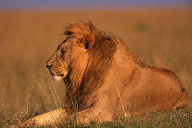 恩戈罗恩戈罗火山口一日旅行（含游猎）