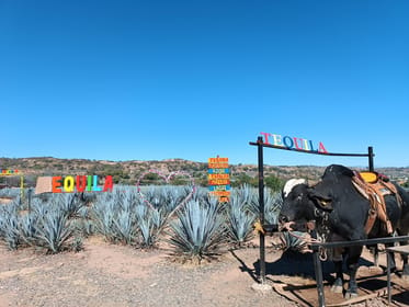 Five-star factory, Meet Orendain tequila. - Housity