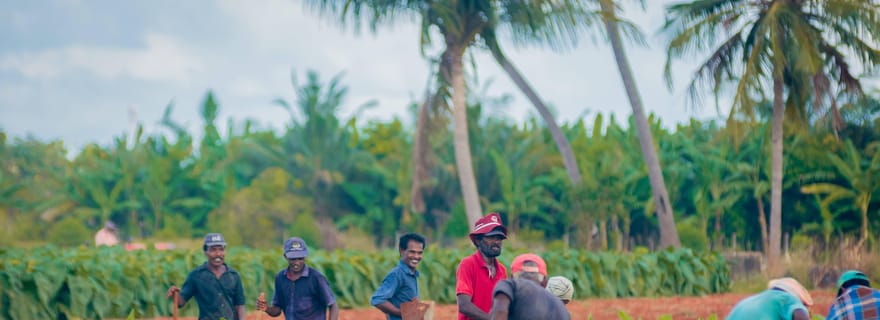 Jaffna : expérience agricole tamoule avec des agriculteurs locaux
