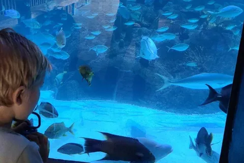 Cayos de Florida: Excursión de un día a los Encuentros en el Acuario con almuerzo