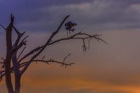 2-Day Lake Nakuru National Park Trip - Housity