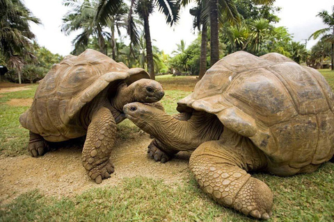 Schildkrötenschnorcheln, Kajak fahren, Kochkurs, Gefängnisinsel