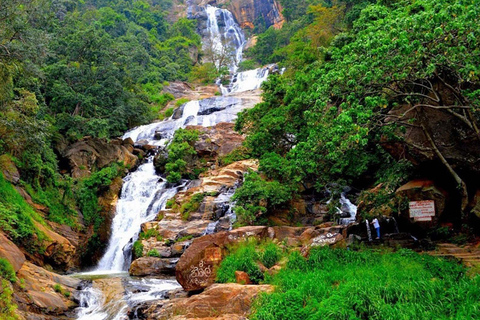 From Wadduwa & Galle: Haputale Tea Gardens Day Trip