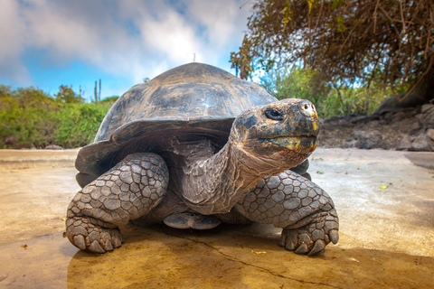 Schildkrötenschnorcheln, Kajak fahren, Kochkurs, Gefängnisinsel