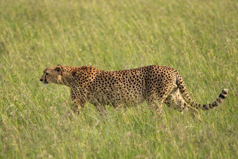 3 Days Amboseli National Park Including Masai Village Visit