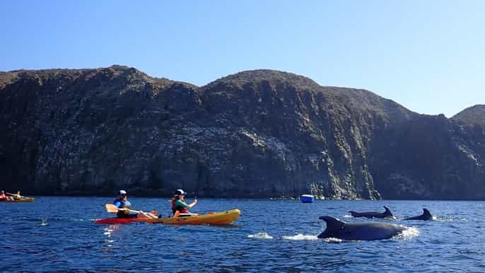 Tenerife: Kayak & Snorkel Tour with Snacks & Sea Life Safari