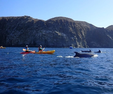Tenerife: Kayak & Snorkel, Snacks, Photos & Sea Life Safari