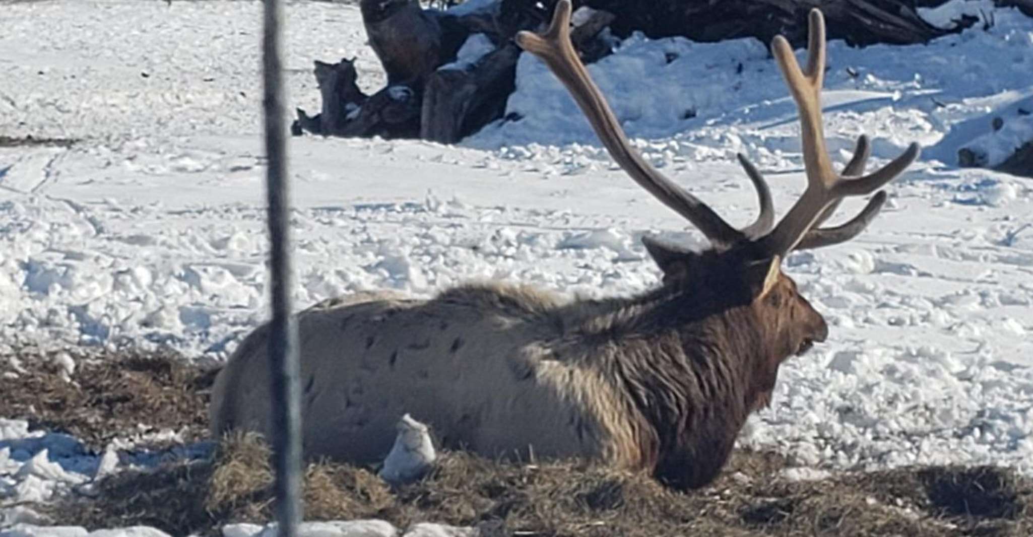 Anchorage, Alaska Wildlife Center et Tour de Turnagain Arm - Hizvo