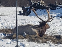 Anchorage, Alaska Wildlife Center et Tour de Turnagain Arm - Hizvo