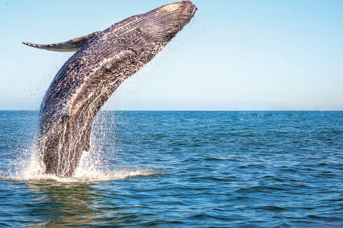 Seasonal Humpback Whale Watching Experience in Samaná Bay