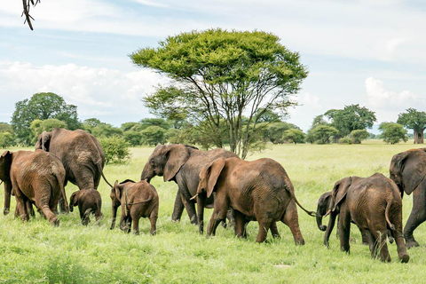 Arusha: Safari de 4 días por el Serengeti y el cráter del Ngorongoro