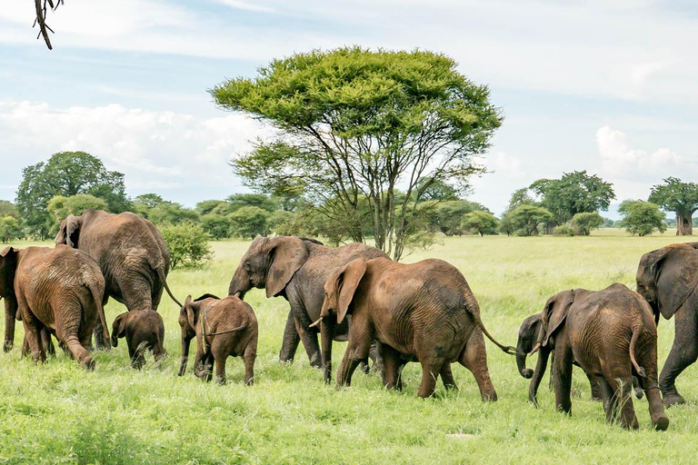 Arusha: Safari de 4 días por el Serengeti y el cráter del Ngorongoro