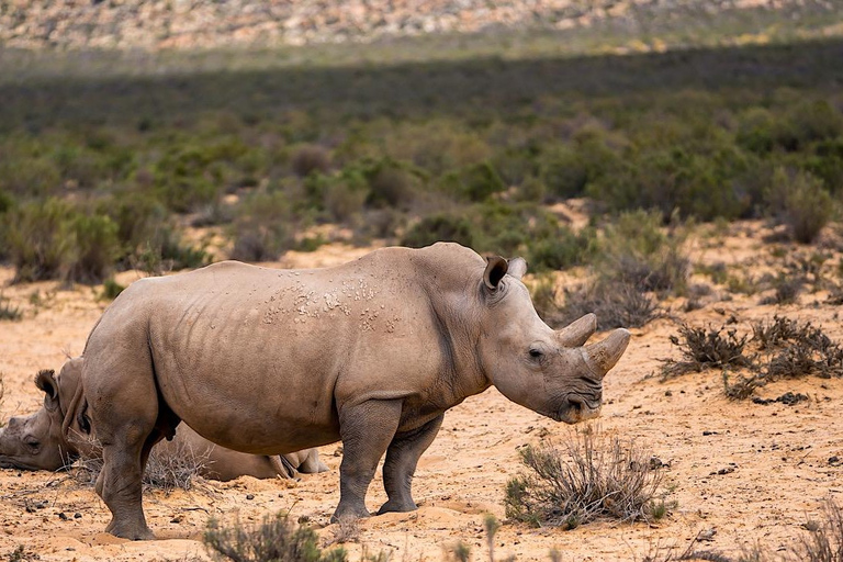 Från Kapstaden: Aquila Game Reserve safaritur med lunch