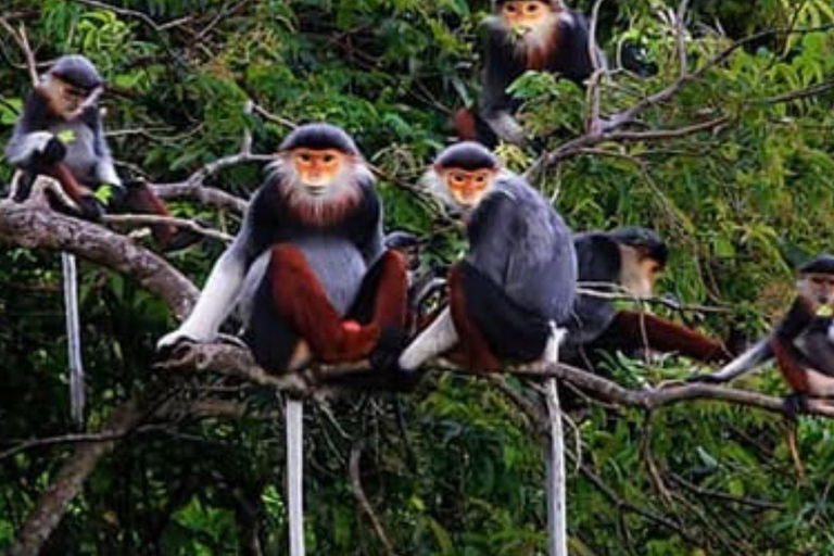Ontdek Son Tra: legendarische jeeptour in het spoor van het Amerikaanse legerOntdek Son Tra: een avontuurlijke tour in een legendarische jeep van het Amerikaanse leger