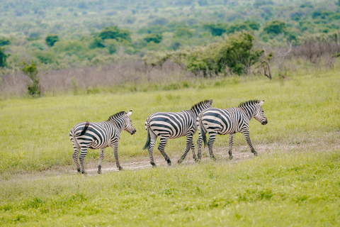 Rwanda: Safari w Parku Narodowym AkageraRwanda: safari, trekking z gorylami i szympansami