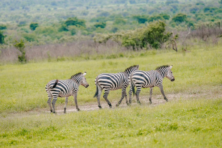 Rwanda: Safari w Parku Narodowym AkageraRwanda: safari, trekking z gorylami i szympansami