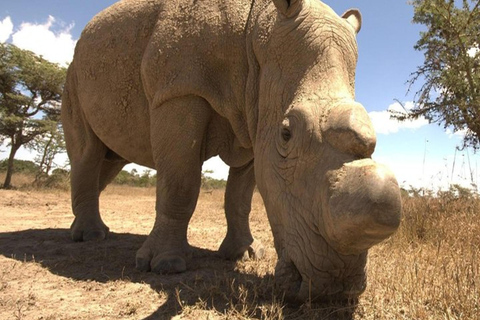 Au départ de Nairobi : 5 jours de safari dans les Aberdares, Ol Pejeta et Samburu