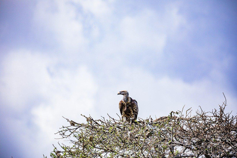 "Day Trip to Ol Pejeta: Wildlife & Picnic Lunch Adventure" olpajeta daytrip