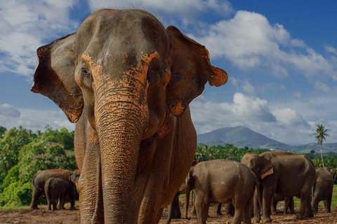 Day Tour to Elephant Orphanage / spice garden