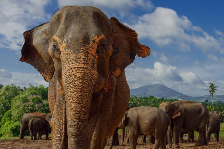 Day Tour to Elephant Orphanage / spice garden