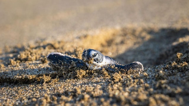 Sukamade Observation Turtle Tour