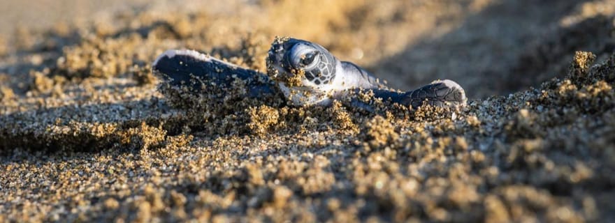 Visite d'observation des tortues à Sukamade