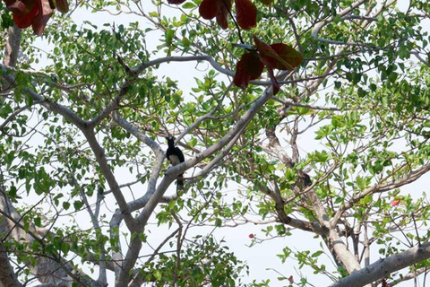 Phuket: Schnorcheln auf der Koralleninsel und Katamaranfahrt bei Sonnenuntergang