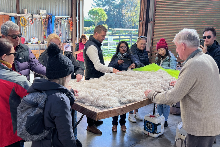From Christchurch: Alpaca Farm Tour with Feeding and Guide