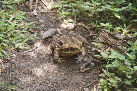 Panama City: Escursione privata nella foresta pluviale del Parco Nazionale di Soberania