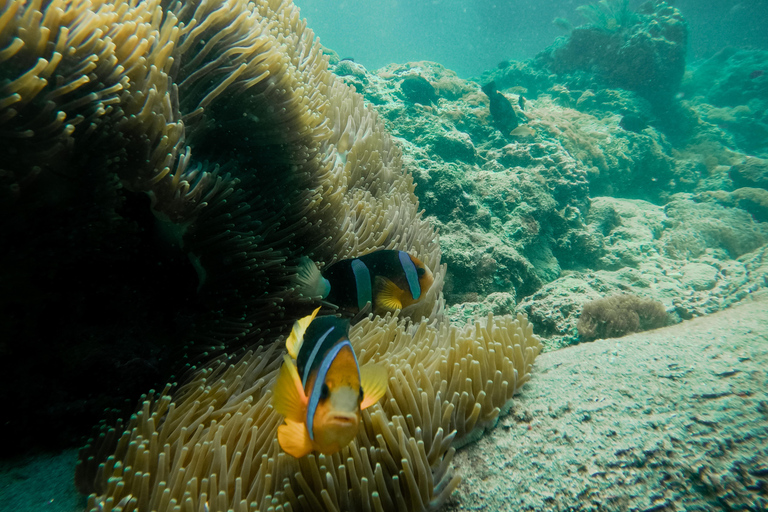 Nusa Penida: Snorkeling 3 Spots with GoPro & West Land Tour Snorkeling 3 Spots with West Land Tour - Meet at Penida Port