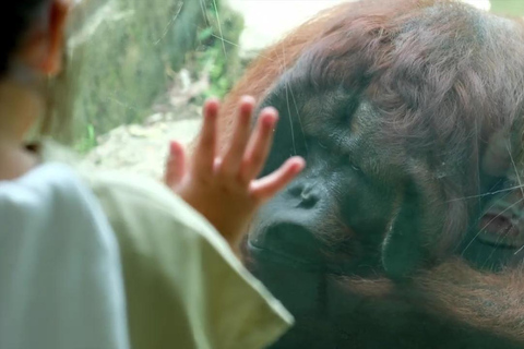 Vanuit Cebu City: Cebu safari avontuur