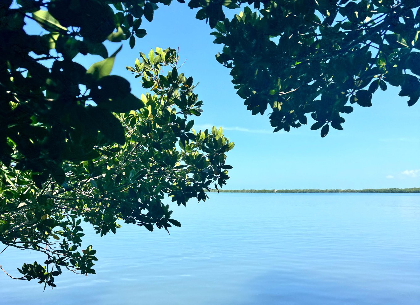 Tierra Verde: Shell Key Mangrove Privat guidet tur på 1,5 time