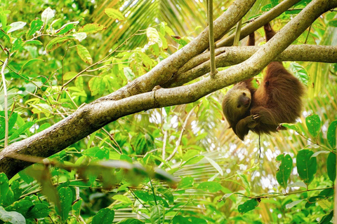 Tortuguero : Trois jours et deux nuits tout compris à TortugueroTortuguero : Deux nuits Prise en charge à SJ - Aller-retour 3 jours