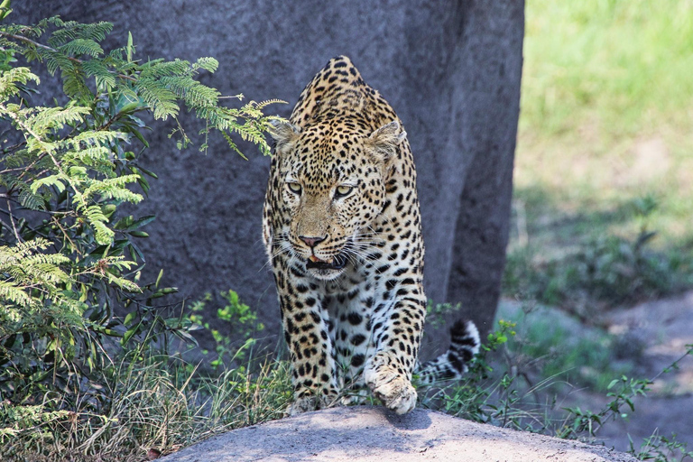 Hluhluwe-iMfolozi Park - Open Safari Vehicle Game Drives