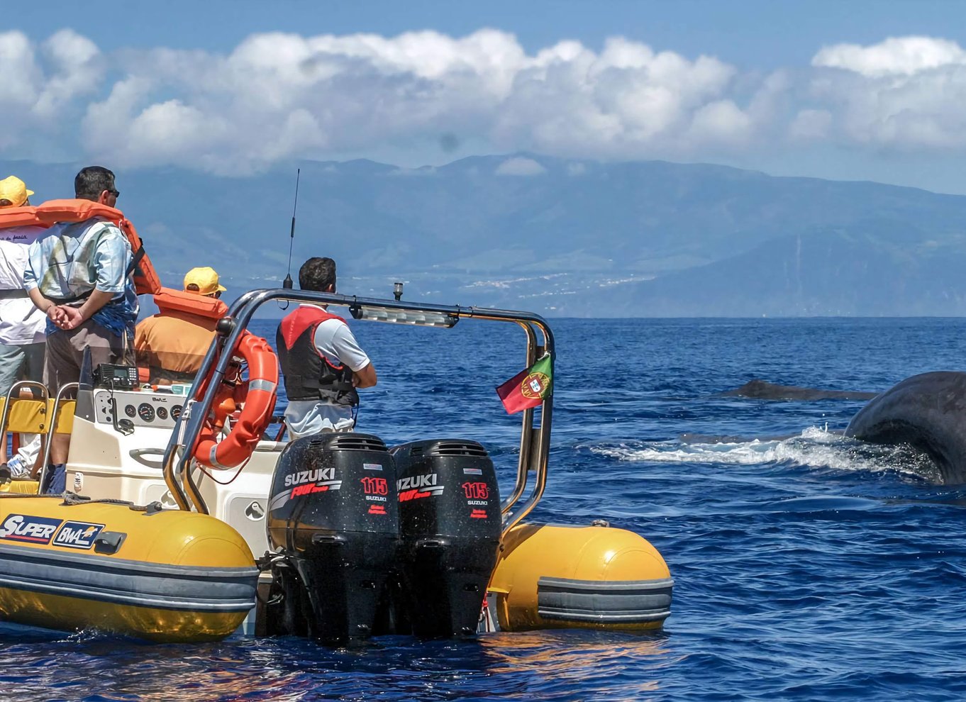 Hvalsafari og bådtur til småøer med en marinebiolog