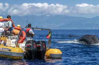 Azzorre: osservazione balene e tour in barca intorno all'isolotto con un biologo marino