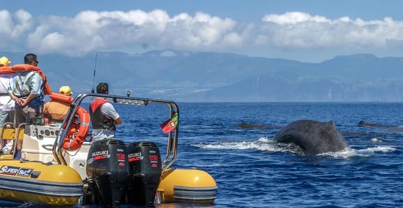 Azores Whale Watching & Islet Boat Tour w/ Marine Biologist