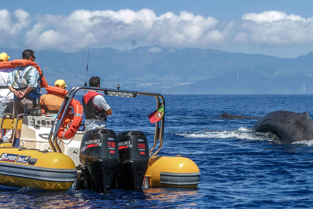 Azzorre: osservazione balene e tour in barca intorno all'isolotto con un biologo marino
