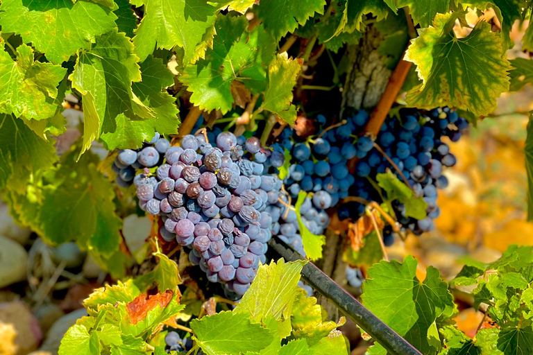 Wine Tour: On the Way to Chateauneuf du Pape