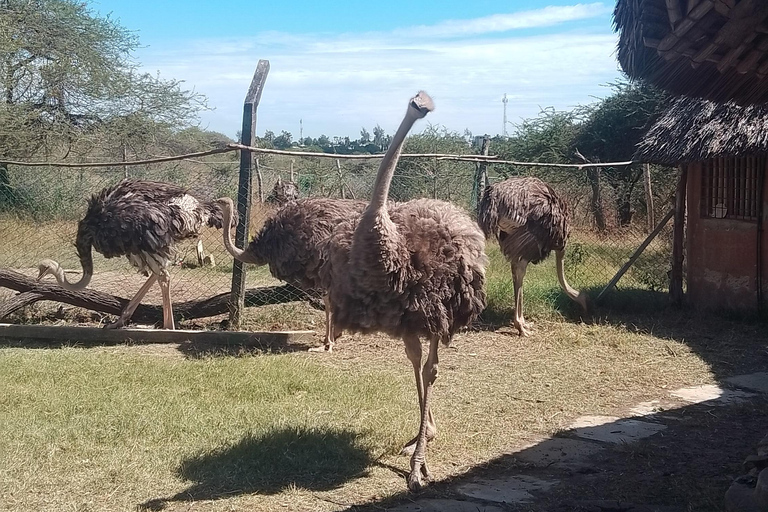 Mombasa: Wildlife Sanctuary Guided Nature Trail Tour Wildlife Sanctuary Guided Nature Trail Tour