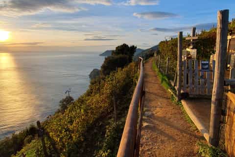 Vineyards above Manarola