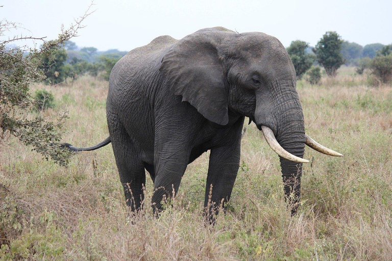 Zanzíbar: 3 días a Mikumi y las cascadas de Chizua.Zanzíbar: 3 días a Mikumi y las cataratas de Chizua