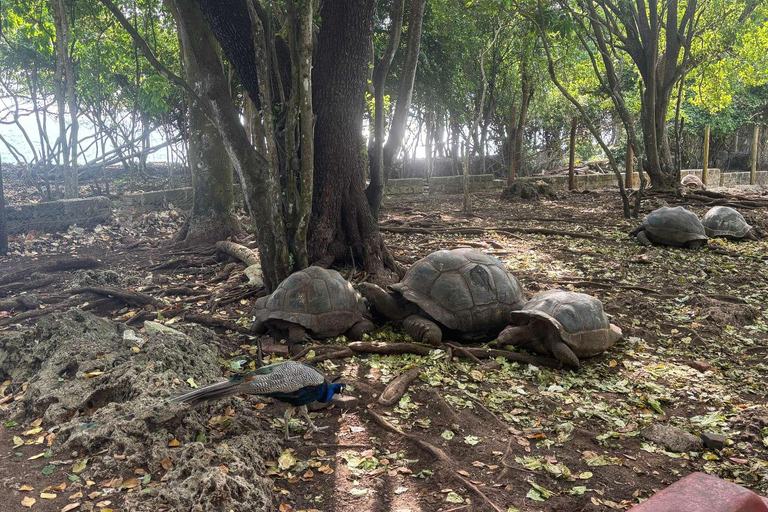Zanzibar : excursion d'une journée à l'île-prison et au marché alimentaire nocturne (visite nocturne)Visite privée sans prise en charge à l'hôtel et retour à l'hôtel