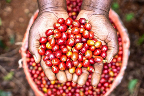 Fairview Coffee Farm Day Tour From Nairobi