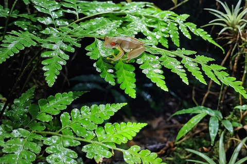 Monteverde: Finca Lantana Creek & Forest Twilight Tour