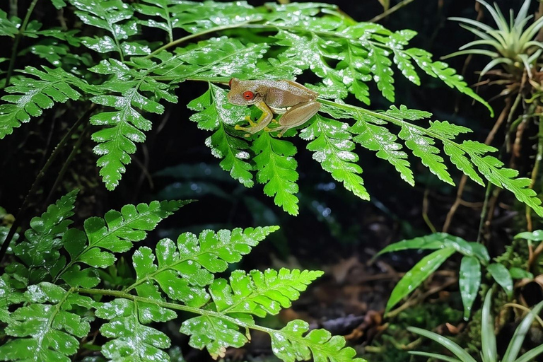 Monteverde: Finca Lantana Creek & Forest Twilight Tour